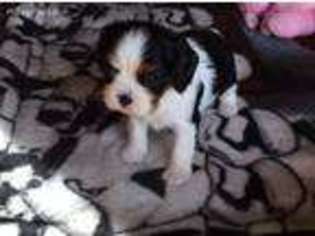 Cavalier King Charles Spaniel Puppy for sale in North Andover, MA, USA
