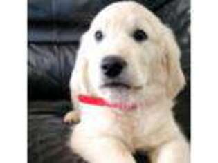 Mutt Puppy for sale in Carthage, MO, USA