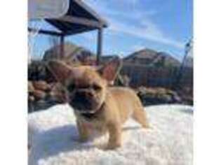 French Bulldog Puppy for sale in Murrysville, PA, USA