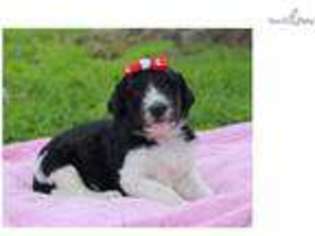 Bernese Mountain Dog Puppy for sale in Lexington, KY, USA