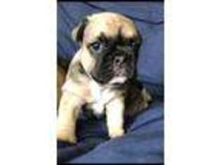 French Bulldog Puppy for sale in Woodridge, IL, USA