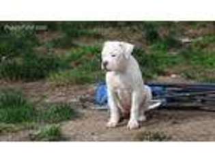 American Bulldog Puppy for sale in Enfield, CT, USA