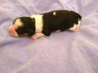 Cavalier King Charles Spaniel Puppy for sale in Valley Center, CA, USA