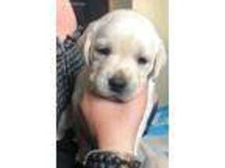 Labrador Retriever Puppy for sale in Salem, NH, USA