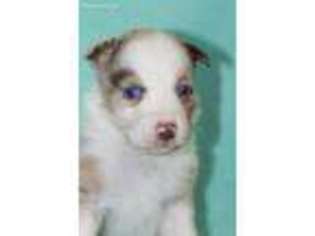 Australian Shepherd Puppy for sale in Pawnee, OK, USA