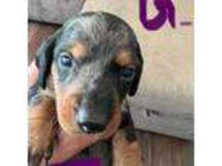 Dachshund Puppy for sale in Galt, CA, USA