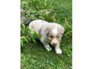 Australian Shepherd Puppy for sale in Macon, GA, USA