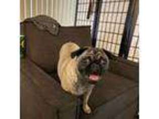 Pug Puppy for sale in West Covina, CA, USA