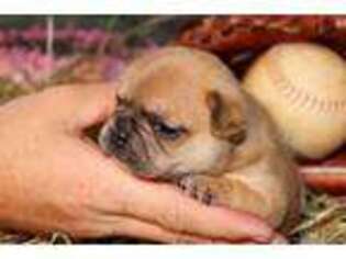 French Bulldog Puppy for sale in Limestone, TN, USA