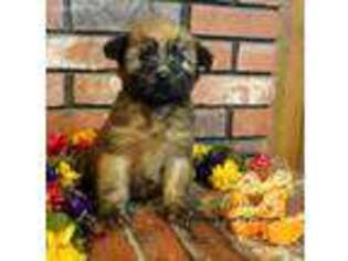 Soft Coated Wheaten Terrier Puppy for sale in Checotah, OK, USA