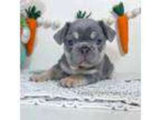 French Bulldog Puppy for sale in Destrehan, LA, USA