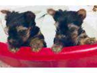 Yorkshire Terrier Puppy for sale in Bossier City, LA, USA