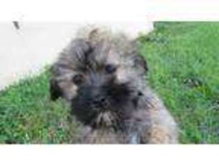 Havanese Puppy for sale in Stoutland, MO, USA