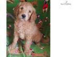 Goldendoodle Puppy for sale in North Platte, NE, USA