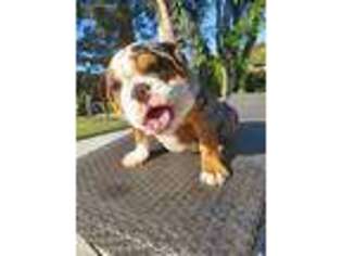 Bulldog Puppy for sale in Adelanto, CA, USA