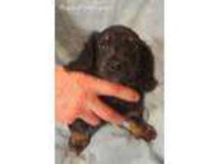 Dachshund Puppy for sale in Williamson, GA, USA