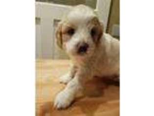 Labradoodle Puppy for sale in Plainfield, NJ, USA