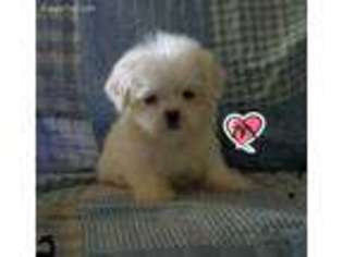 Maltese Puppy for sale in Ossian, IN, USA