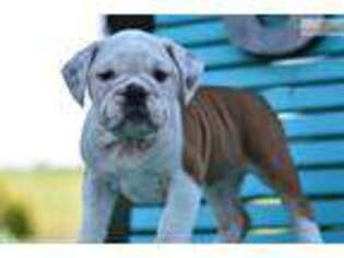 Beabull Puppy for sale in Lancaster, PA, USA
