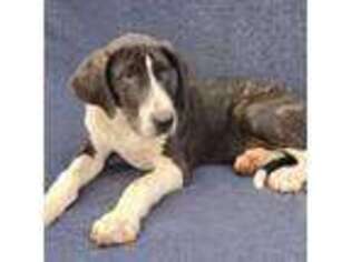 Great Dane Puppy for sale in Barnesville, GA, USA