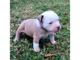 Mutt Puppy for sale in Avery, TX, USA