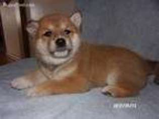 Shiba Inu Puppy for sale in Sheldon, WI, USA