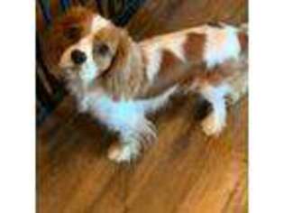 Cavalier King Charles Spaniel Puppy for sale in Dyersville, IA, USA