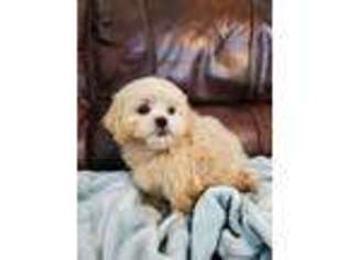 Shih-Poo Puppy for sale in Hagerstown, MD, USA