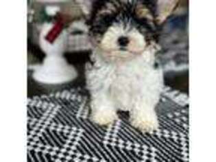 Yorkshire Terrier Puppy for sale in Ware, MA, USA