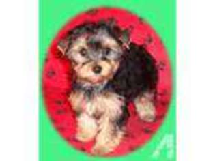 Yorkshire Terrier Puppy for sale in FOREST LAKE, MN, USA