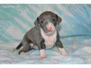 Italian Greyhound Puppy for sale in Junction City, KS, USA