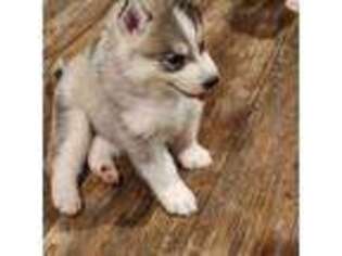 Siberian Husky Puppy for sale in Olar, SC, USA