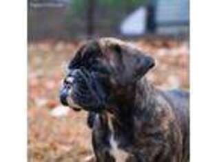 Olde English Bulldogge Puppy for sale in Wilton, NH, USA