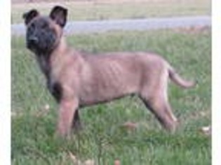Belgian Malinois Puppy for sale in Mount Vernon, WA, USA
