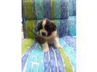 Saint Bernard Puppy for sale in Crossville, TN, USA