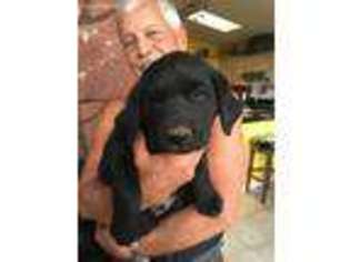 Labrador Retriever Puppy for sale in Sedona, AZ, USA