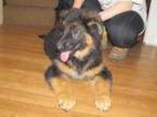 German Shepherd Dog Puppy for sale in Oakland, OR, USA
