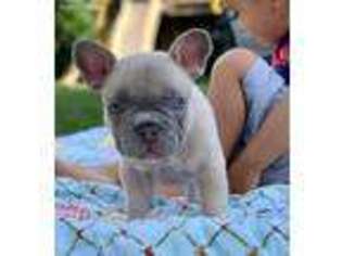French Bulldog Puppy for sale in Woodland, CA, USA