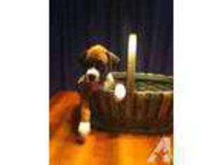 Boxer Puppy for sale in FRUITLAND PARK, FL, USA