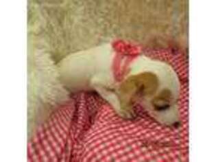 Jack Russell Terrier Puppy for sale in Morgantown, KY, USA