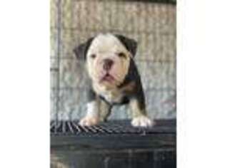 Bulldog Puppy for sale in Hilmar, CA, USA