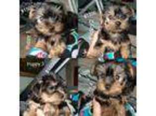 Yorkshire Terrier Puppy for sale in Winthrop, MA, USA