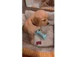 Golden Retriever Puppy for sale in West New York, NJ, USA