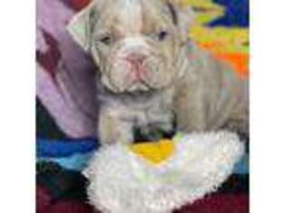 Bulldog Puppy for sale in Sterling, KS, USA