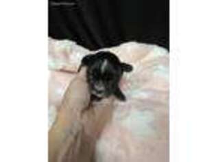 Mutt Puppy for sale in Rye, NY, USA