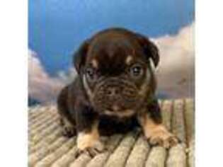 French Bulldog Puppy for sale in Canton, OH, USA