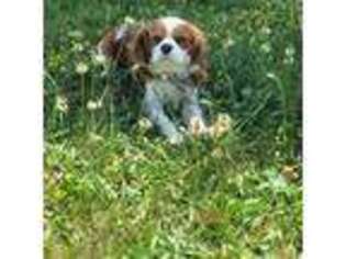 Cavalier King Charles Spaniel Puppy for sale in Thornfield, MO, USA