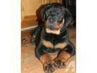 Rottweiler Puppy for sale in LEXINGTON, NC, USA