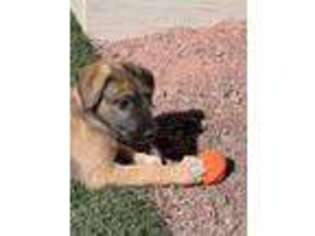 Irish Wolfhound Puppy for sale in Prescott Valley, AZ, USA