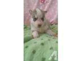 Siberian Husky Puppy for sale in GILBERTS, IL, USA